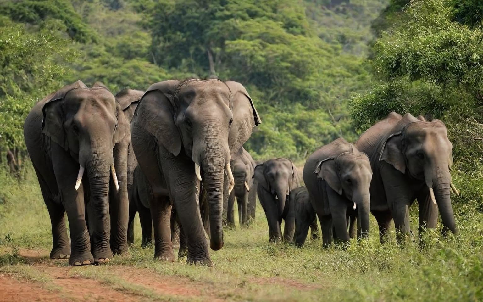 Representative AI illustration of Asian elephant