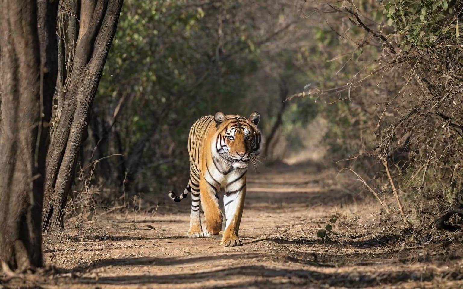 Representative AI illustration of Bengal tiger