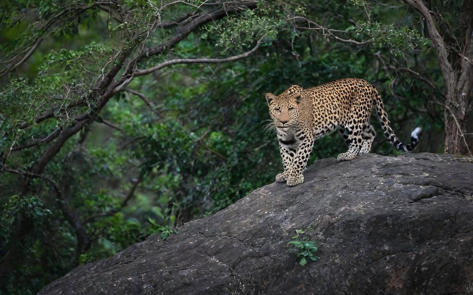 Representative AI illustration of Leopard