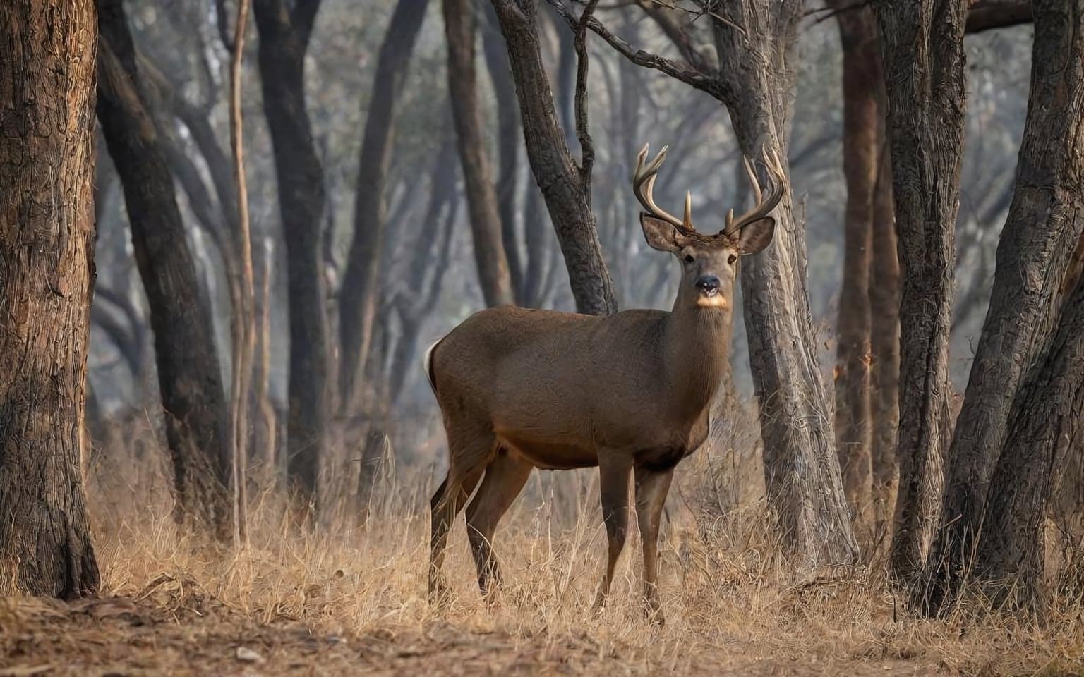 Representative AI illustration of Sambar deer