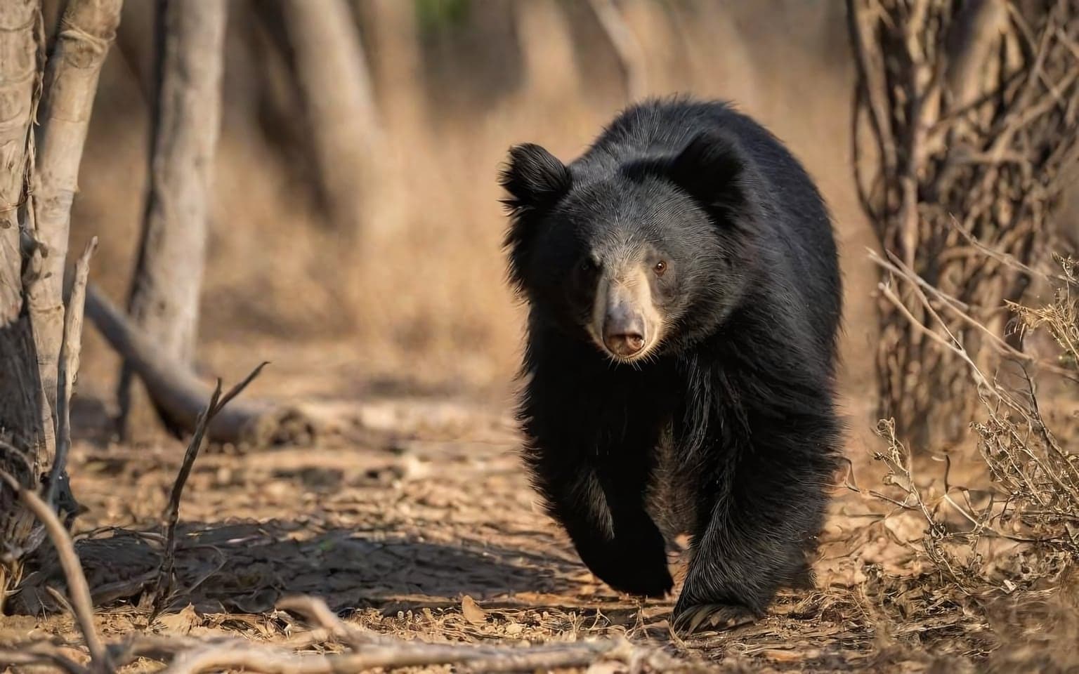 Representative AI illustration of Sloth bear