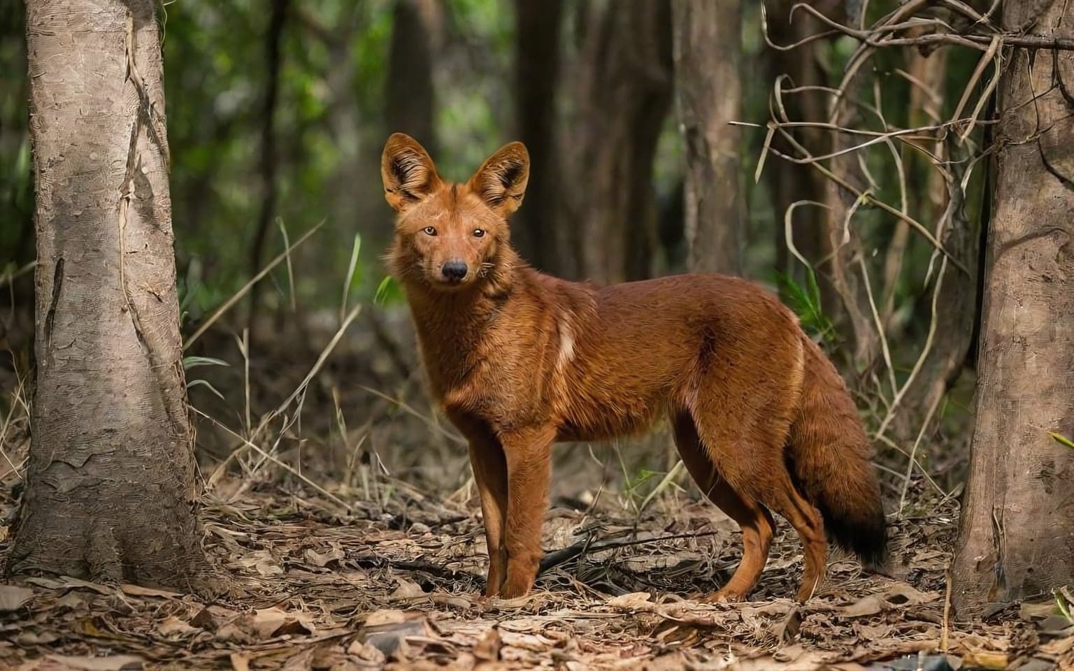 Representative AI illustration of Dhole