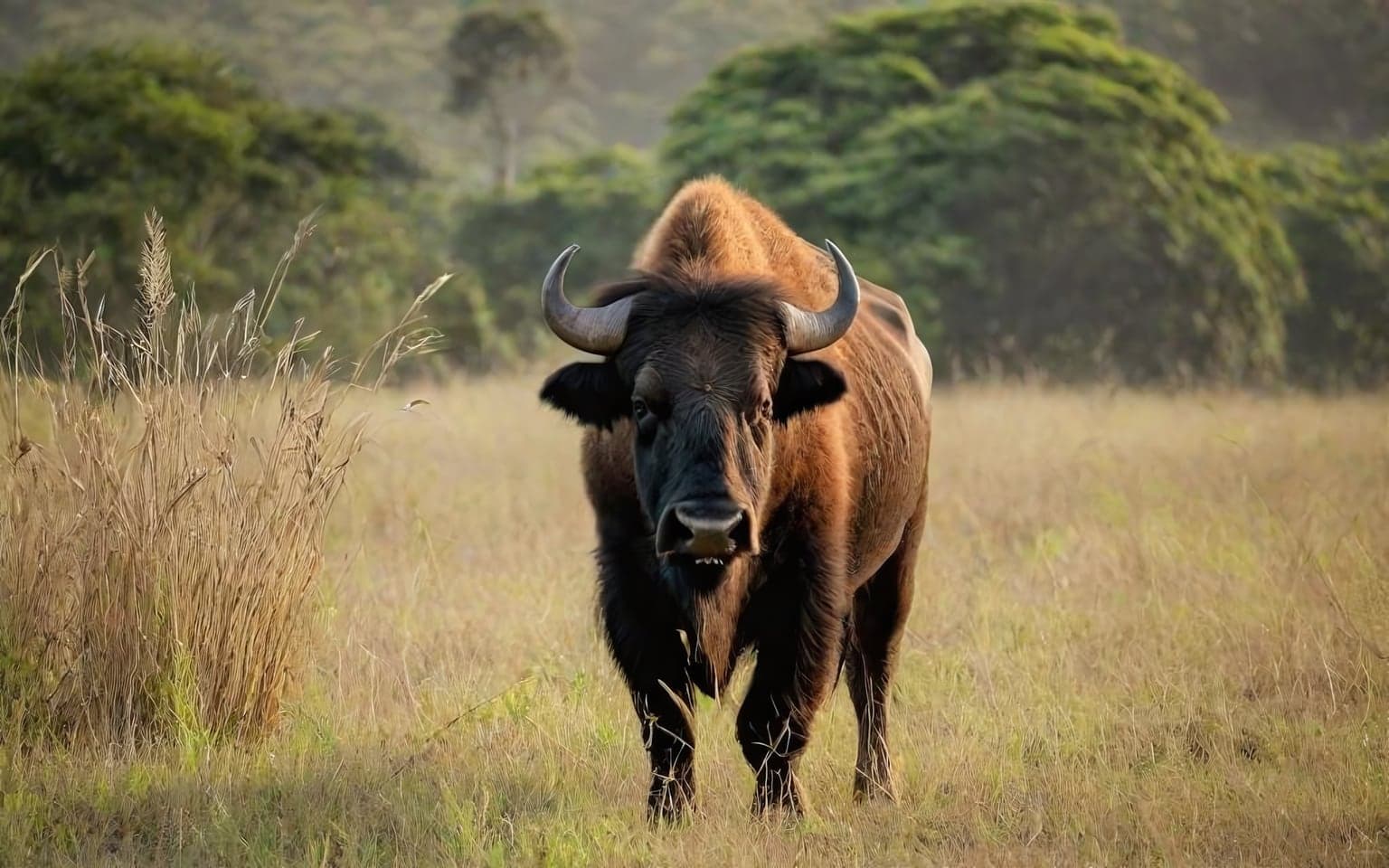 Representative AI illustration of Gaur
