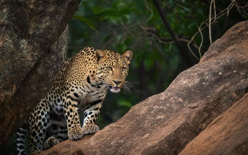 Representative AI illustration of Leopard