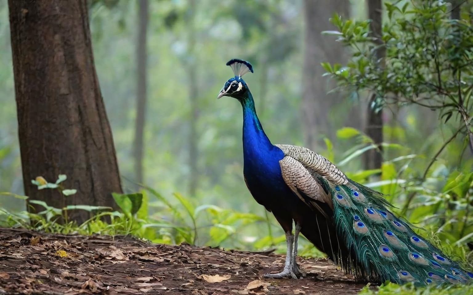 Representative AI illustration of Peafowl