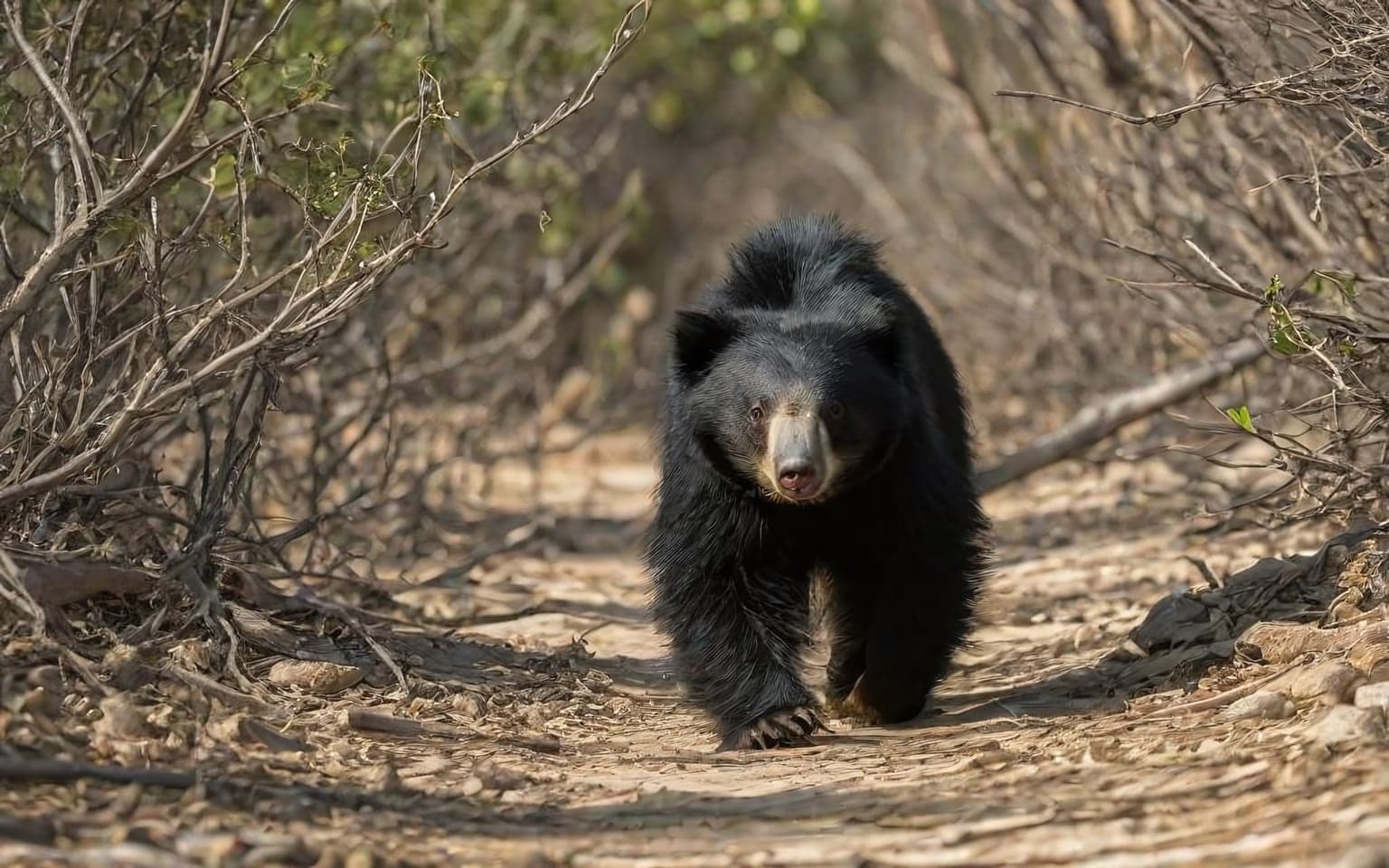 Representative AI illustration of Sloth bear