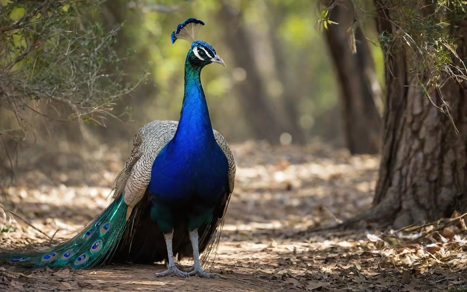 Representative AI illustration of Peafowl