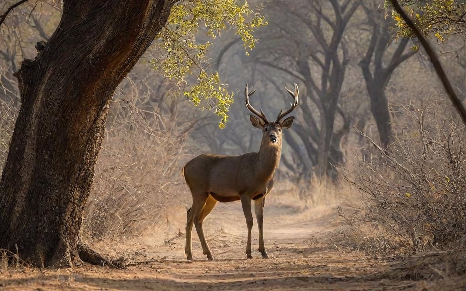 Representative AI illustration of Sambar deer