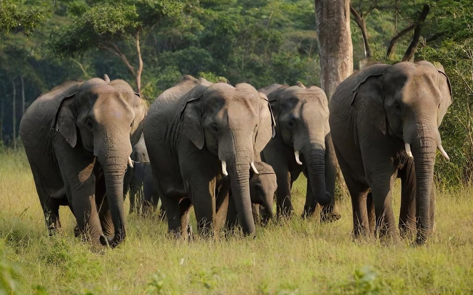 Representative AI illustration of Asian elephant