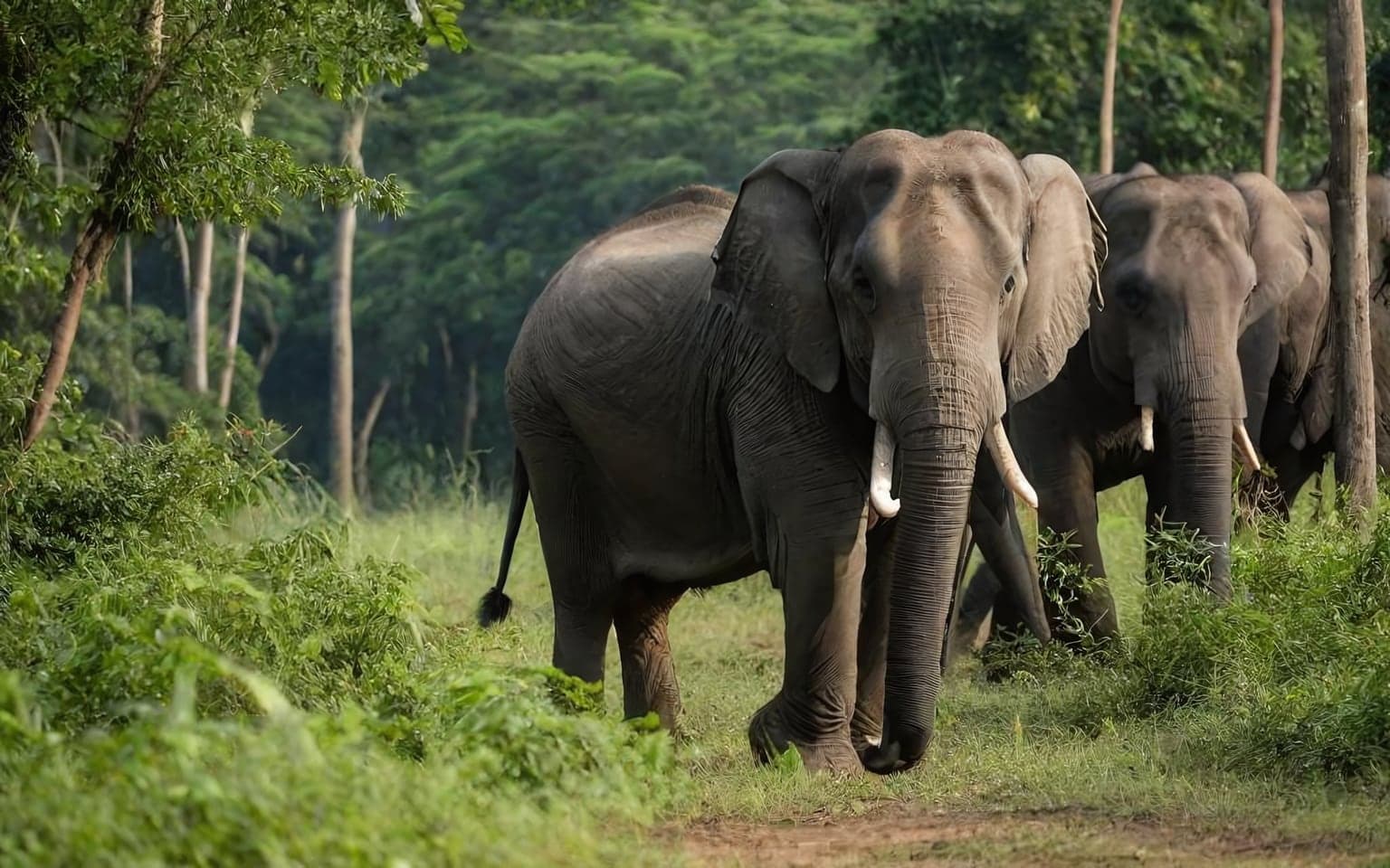 Representative AI illustration of Asian elephant