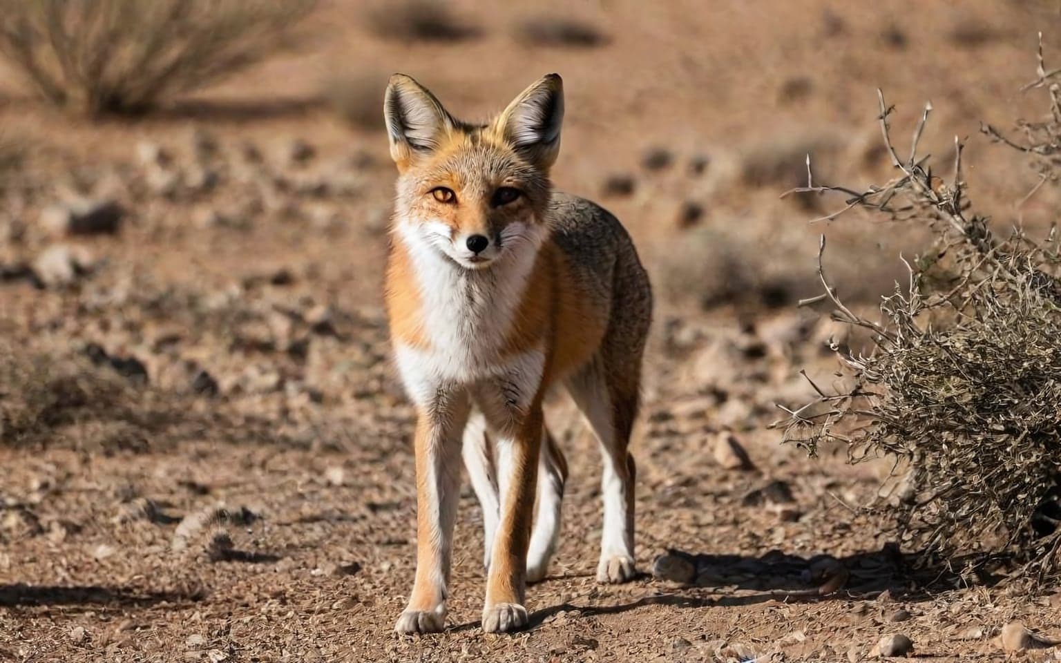 Representative AI illustration of Indian fox