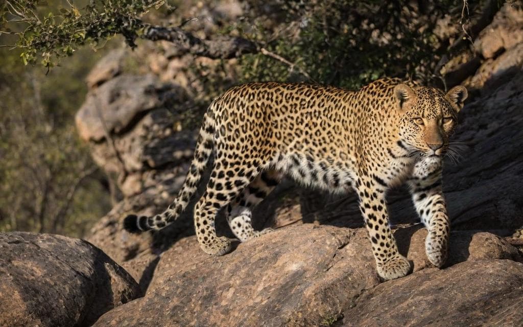 Representative AI illustration of Leopard