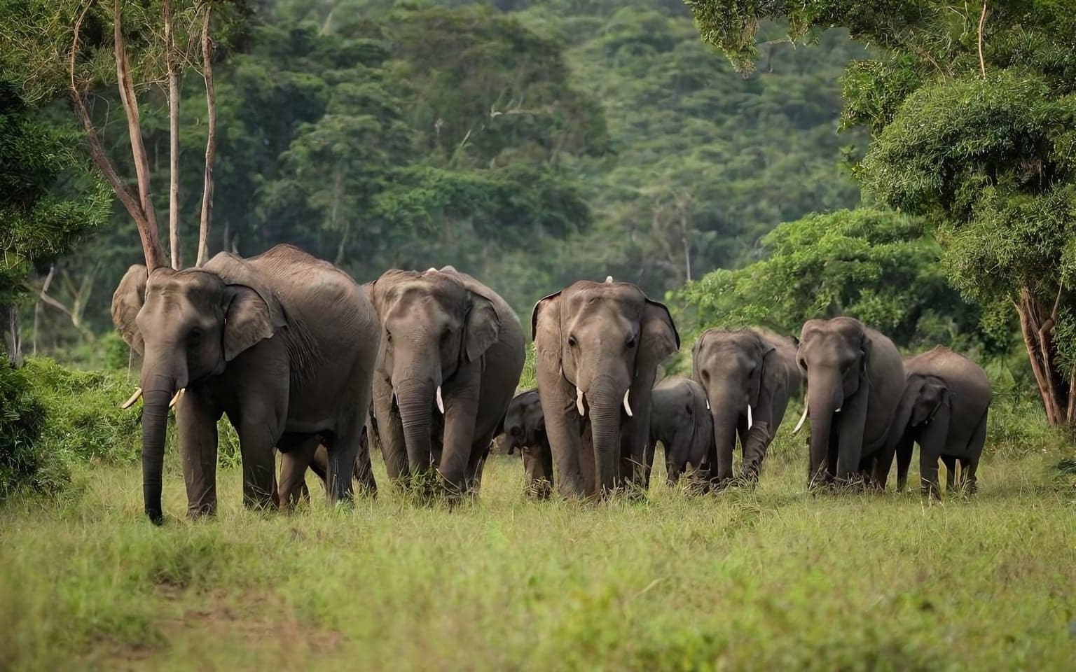 Representative AI illustration of Asian elephant