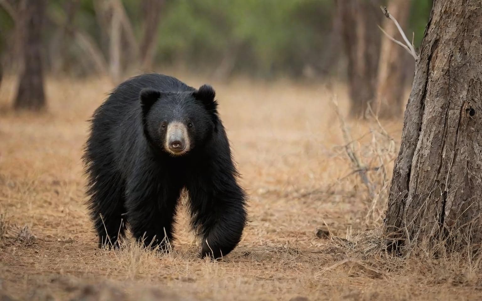 Representative AI illustration of Sloth bear