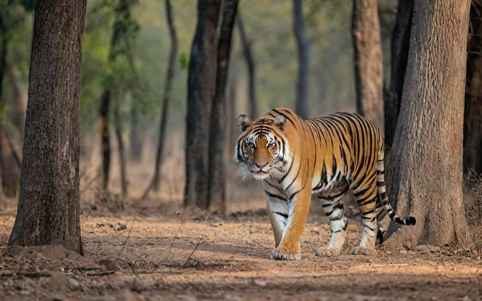 Representative AI illustration of Bengal tiger