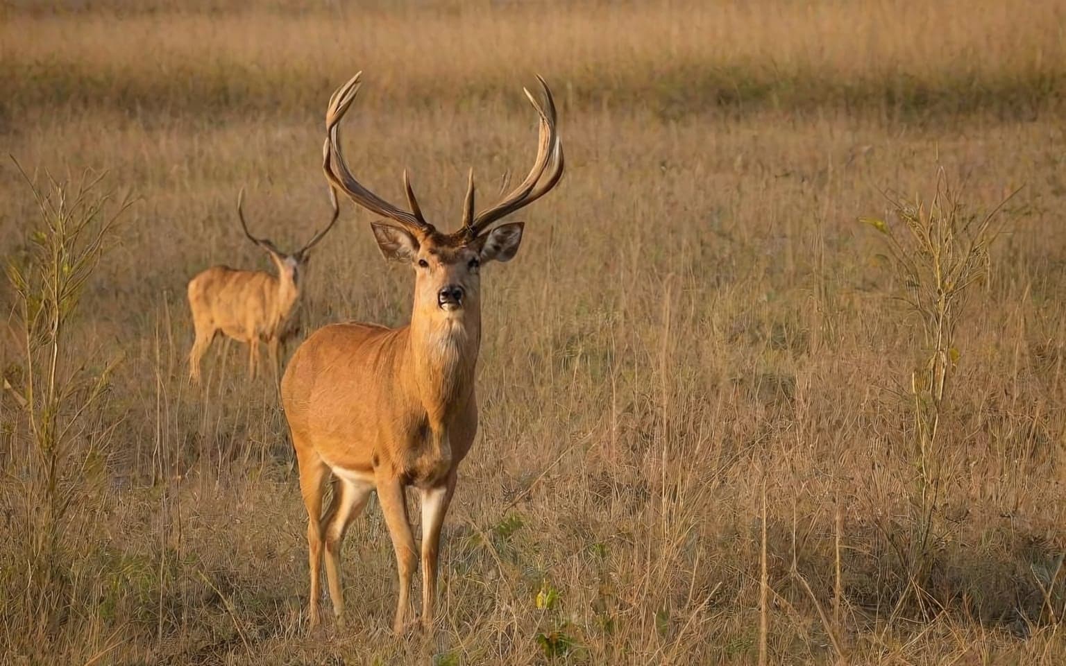 Representative AI illustration of Barasingha