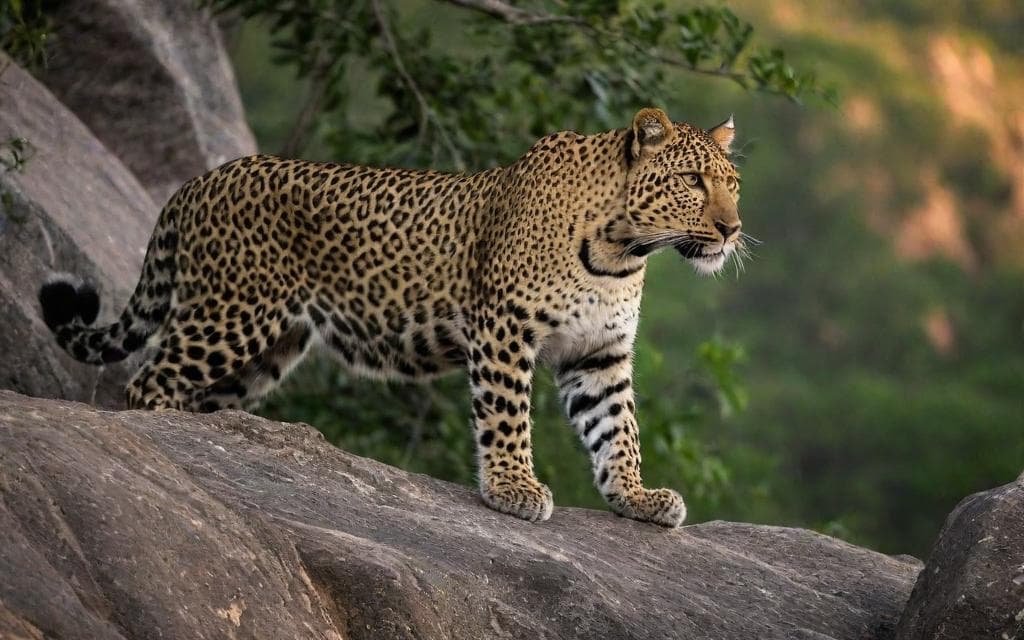 Representative AI illustration of Leopard