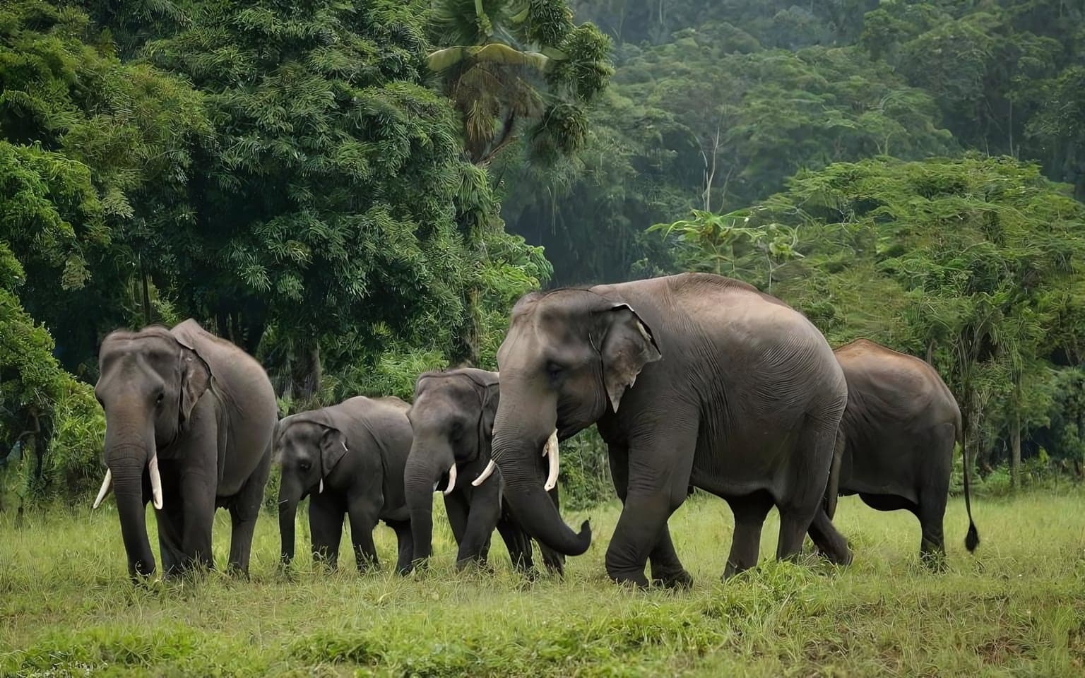 Representative AI illustration of asian-elephant
