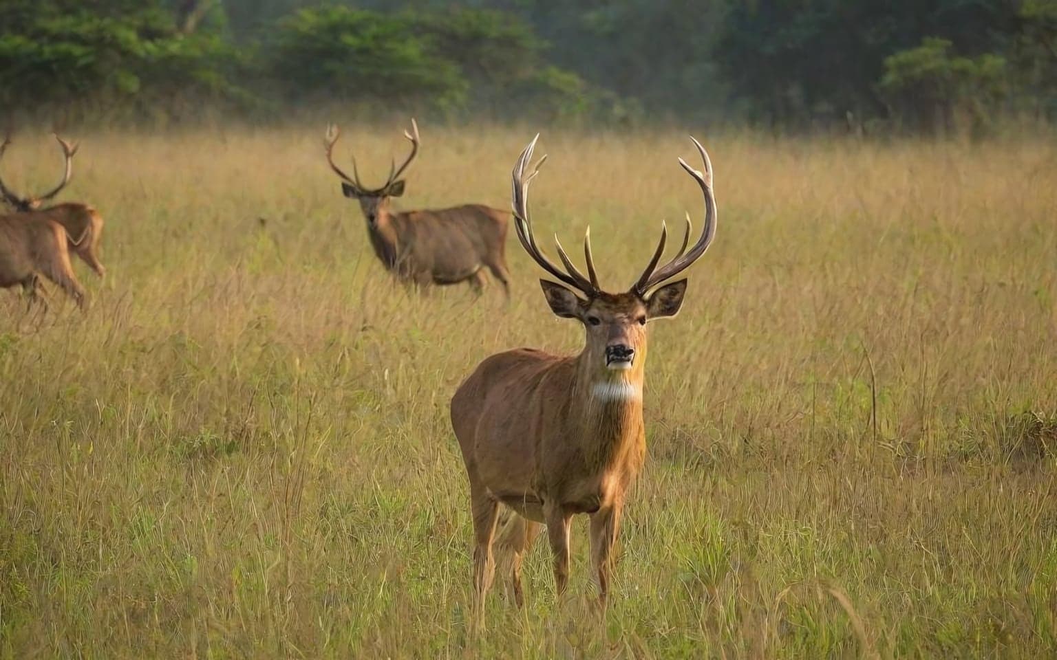 Representative AI illustration of Barasingha