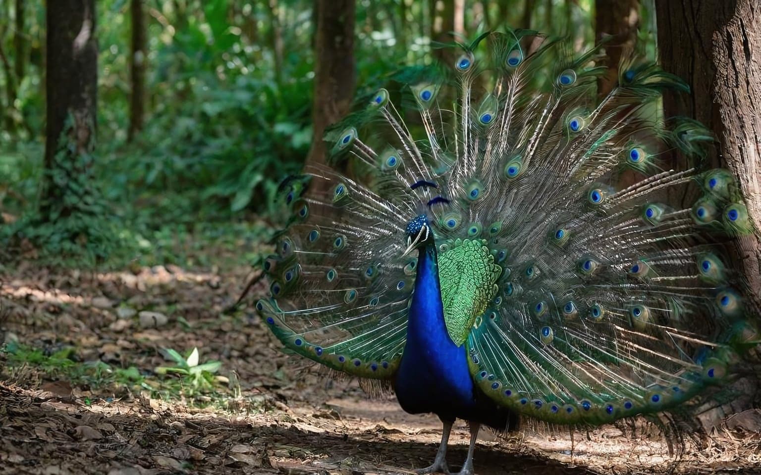 Representative AI illustration of Peafowl