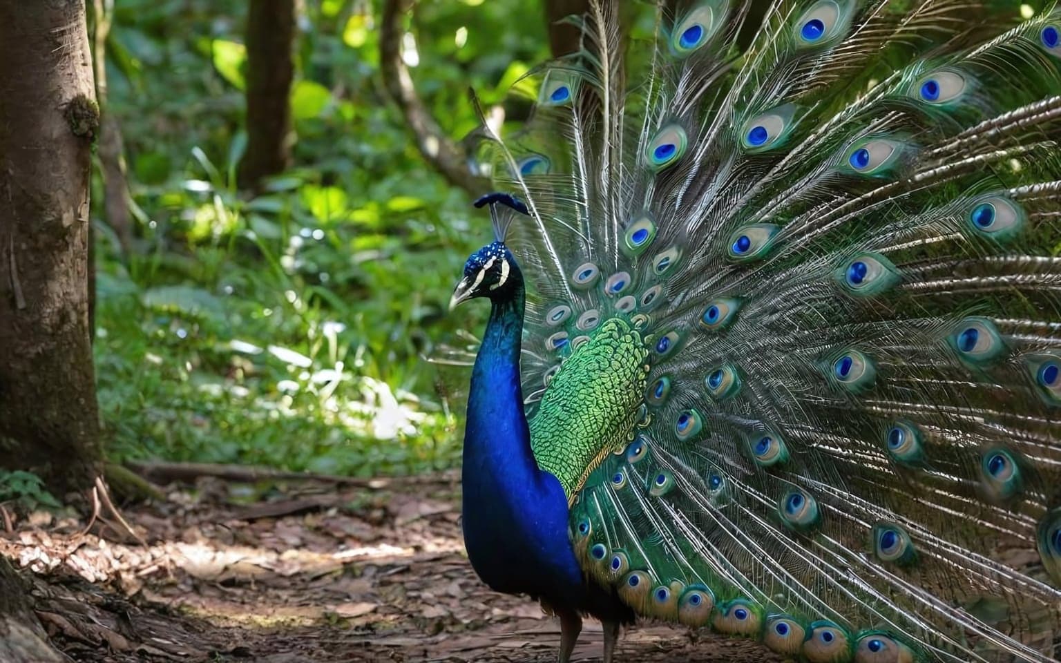 Representative AI illustration of Peafowl