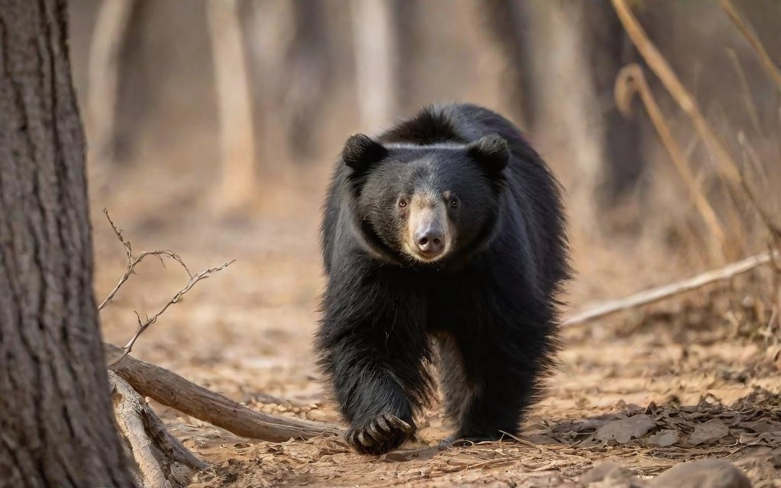 Representative AI illustration of Sloth bear