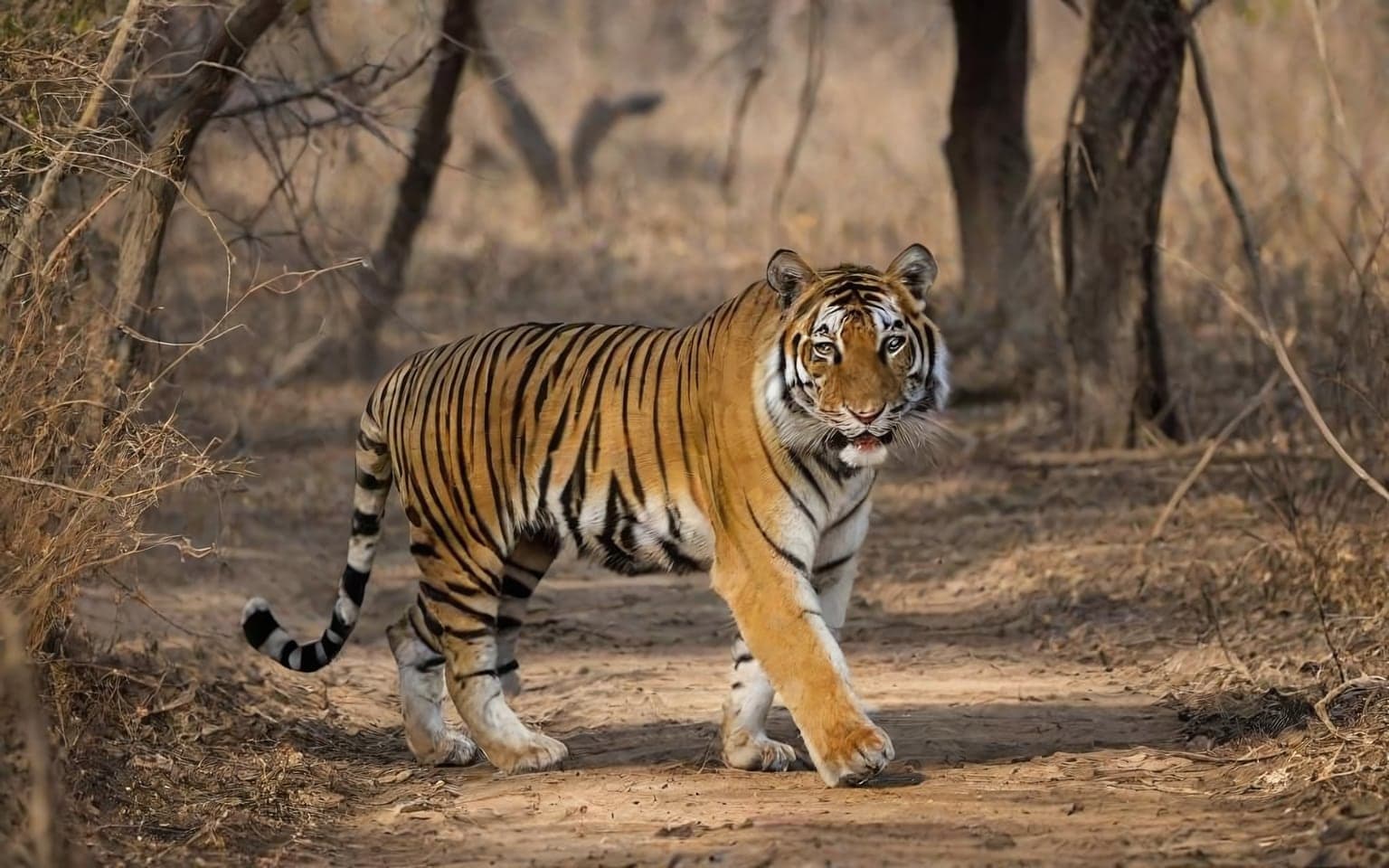 Representative AI illustration of Bengal tiger