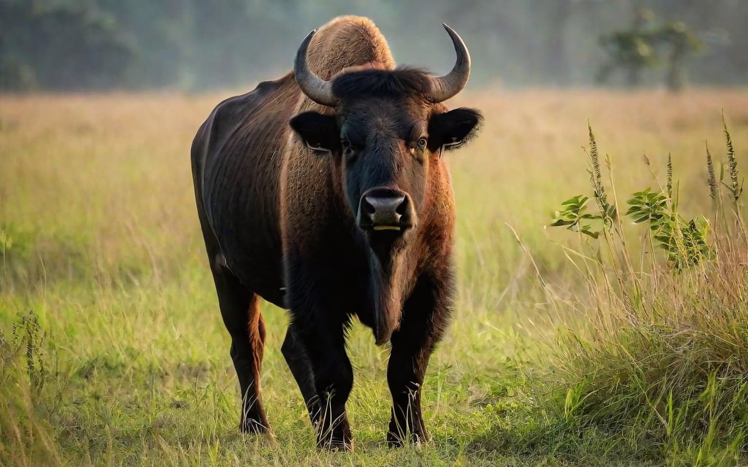 Representative AI illustration of Gaur