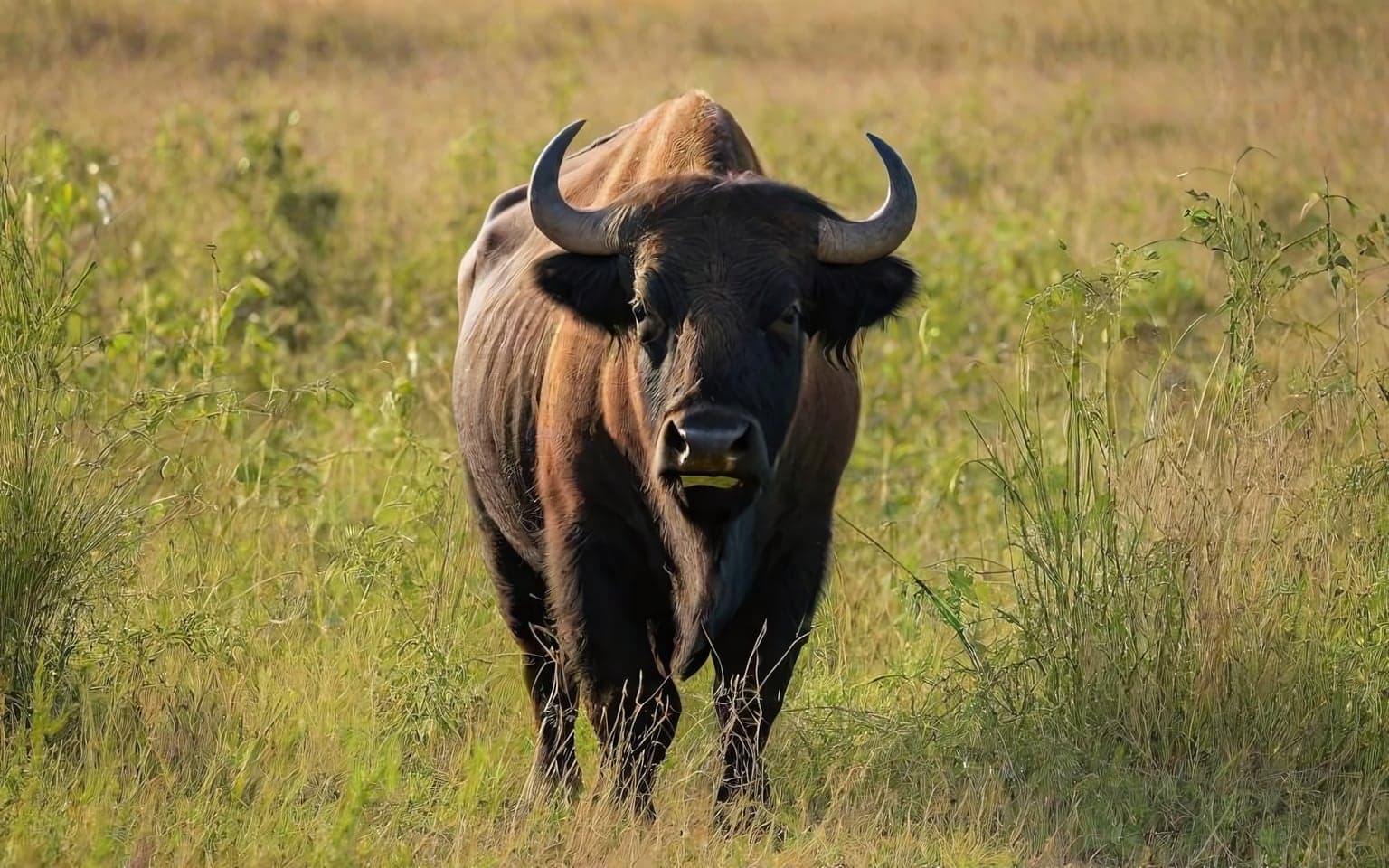 Representative AI illustration of Gaur