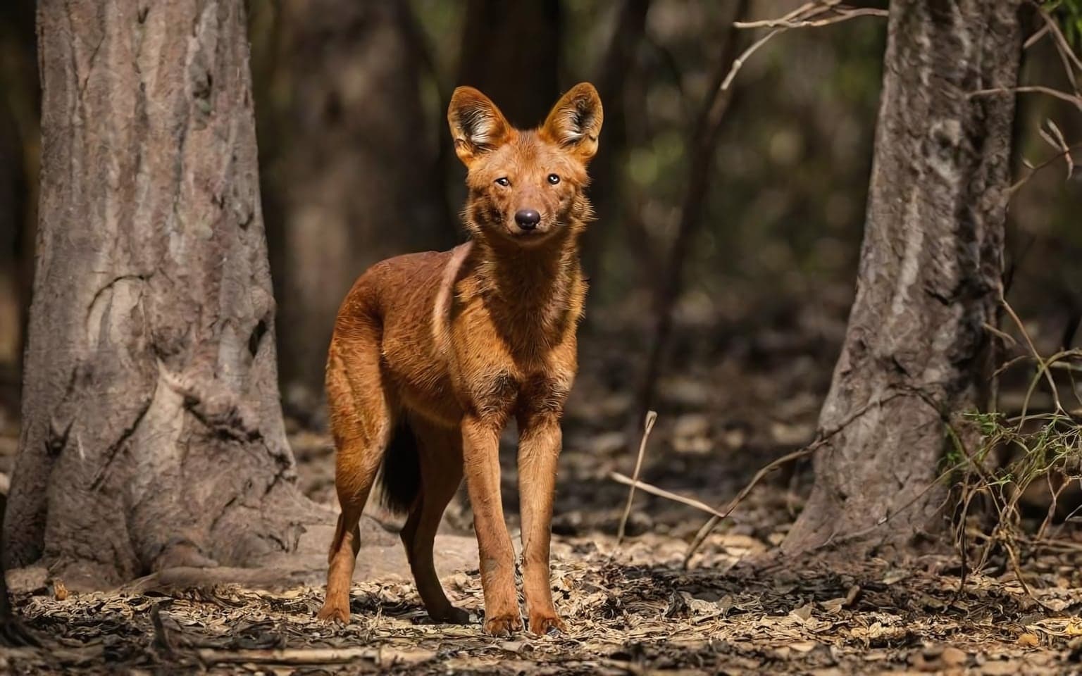 Representative AI illustration of Dhole