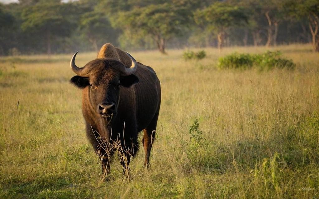 Representative AI illustration of Gaur