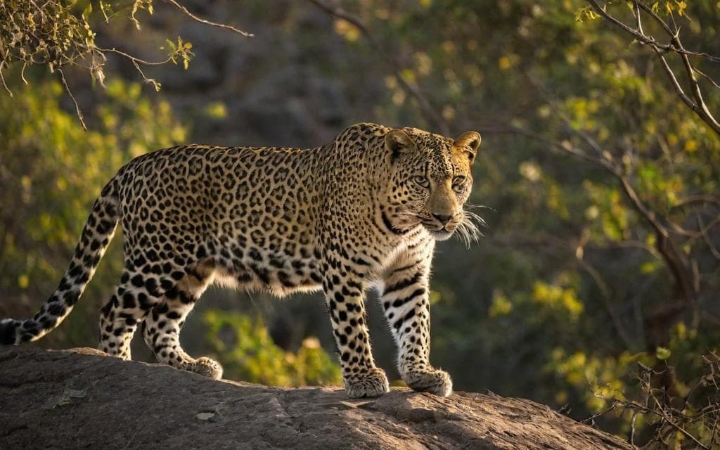 Representative AI illustration of Leopard