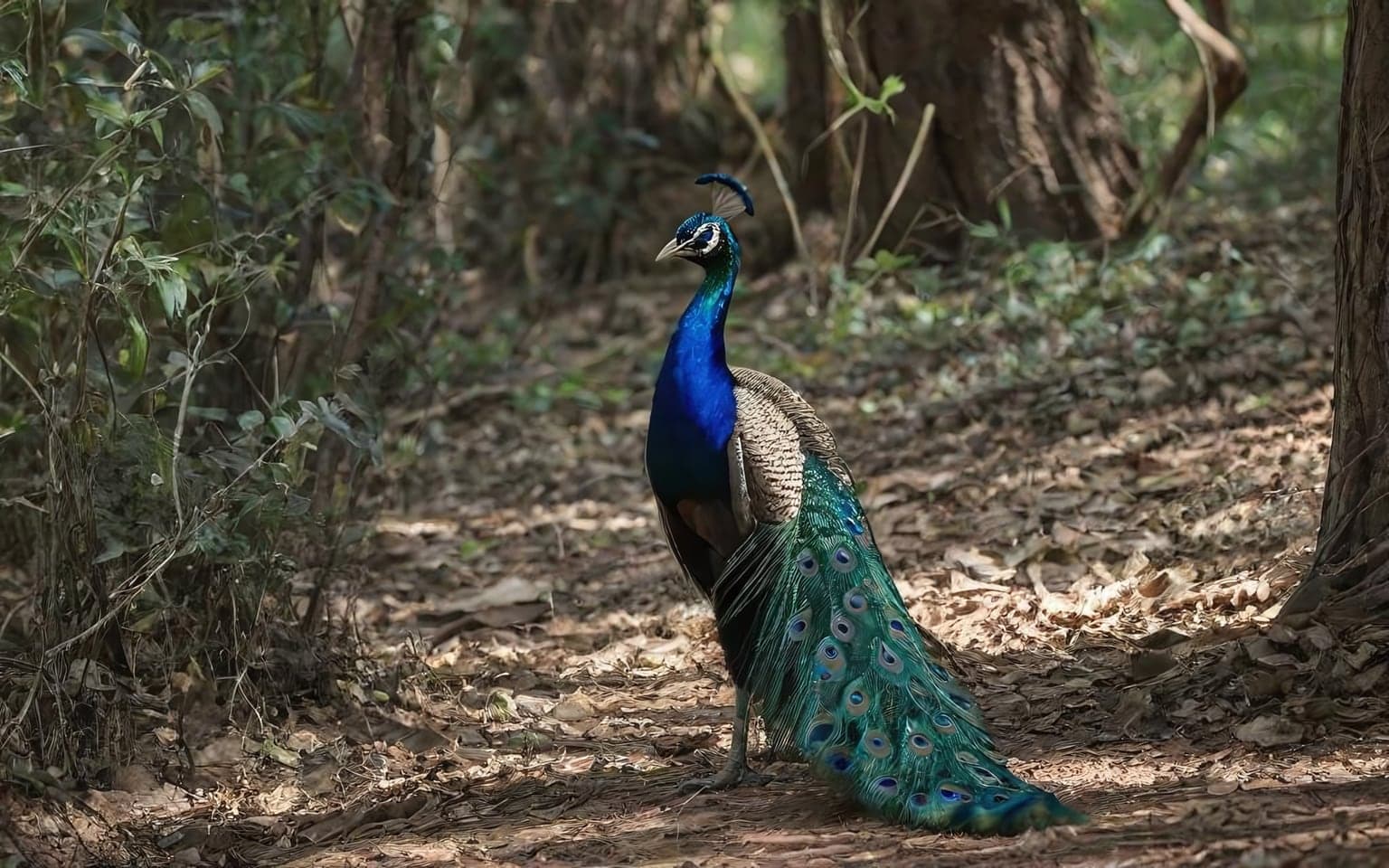 Representative AI illustration of Peafowl