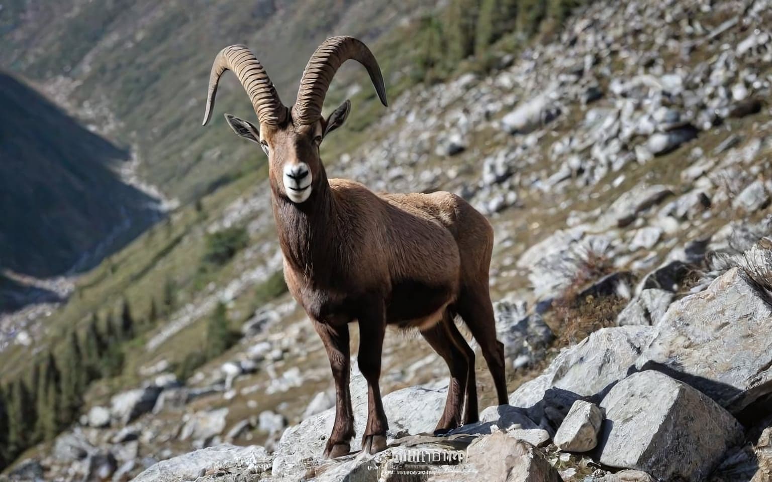 Representative AI illustration of Himalayan ibex