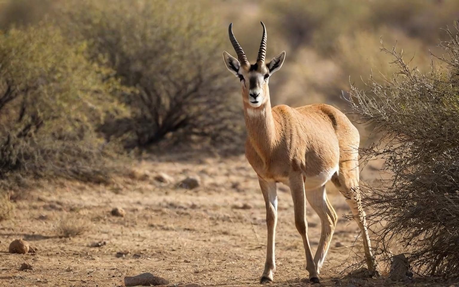 Representative AI illustration of Chinkara