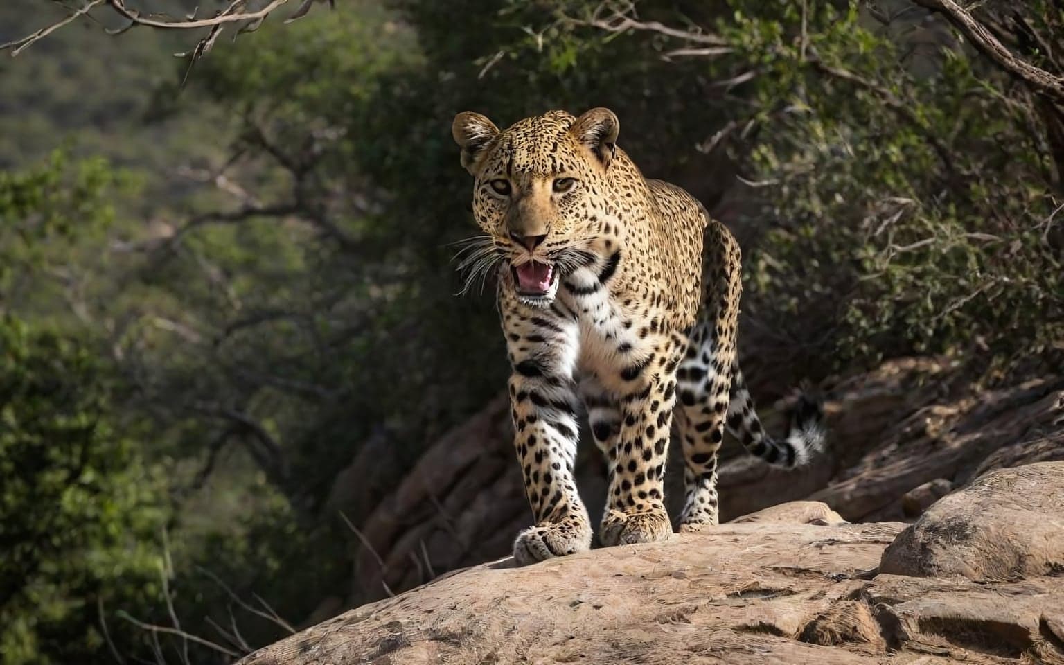 Representative AI illustration of Leopard