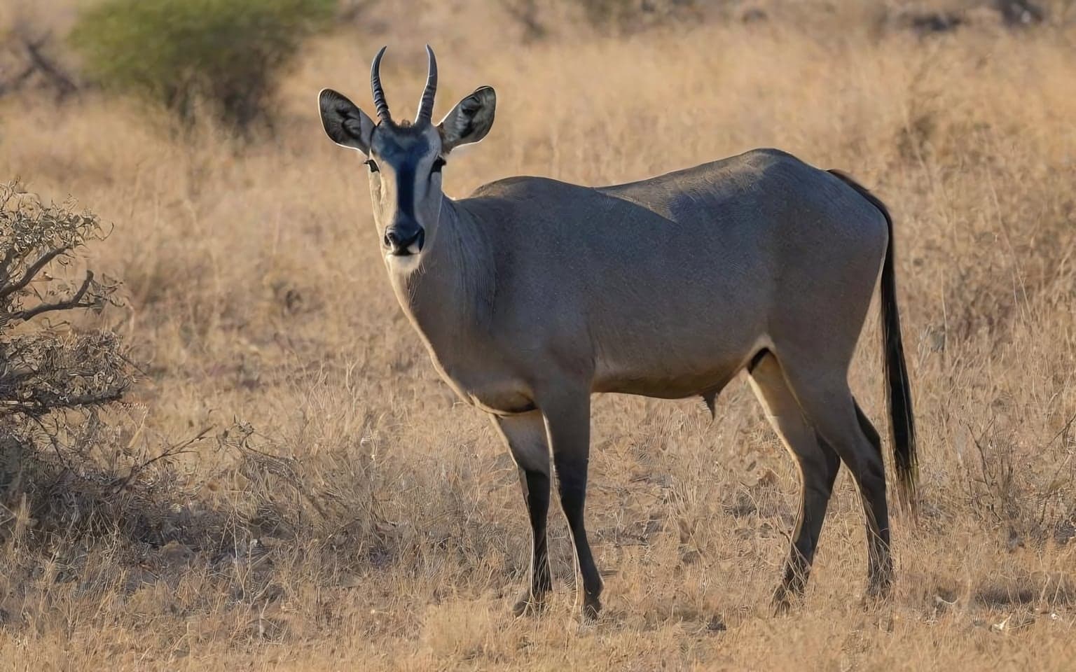 Representative AI illustration of Nilgai