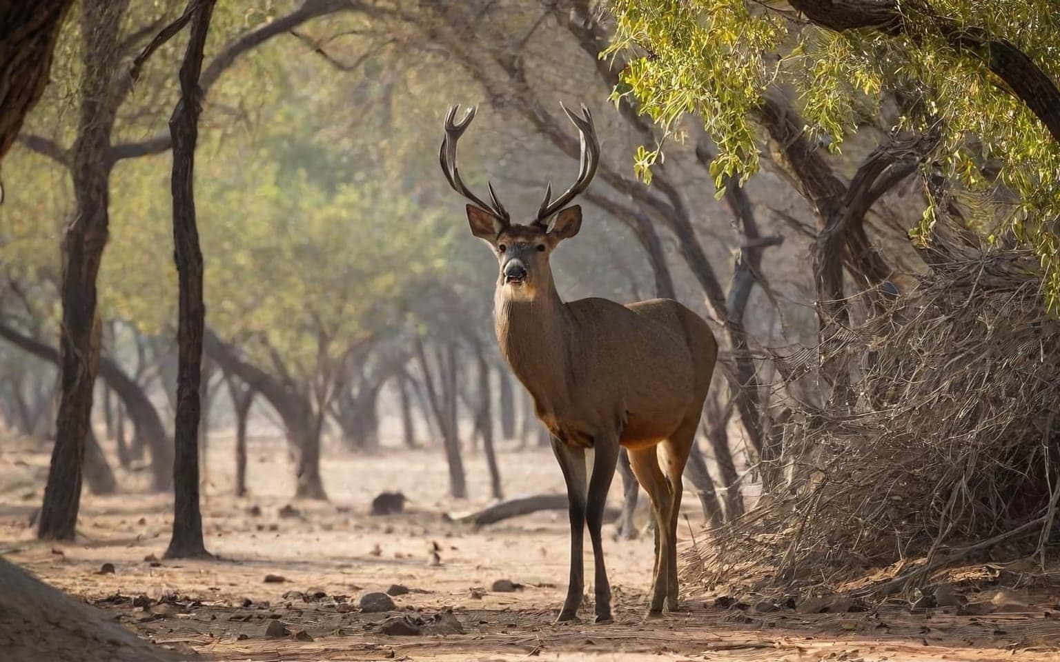 Representative AI illustration of Sambar deer