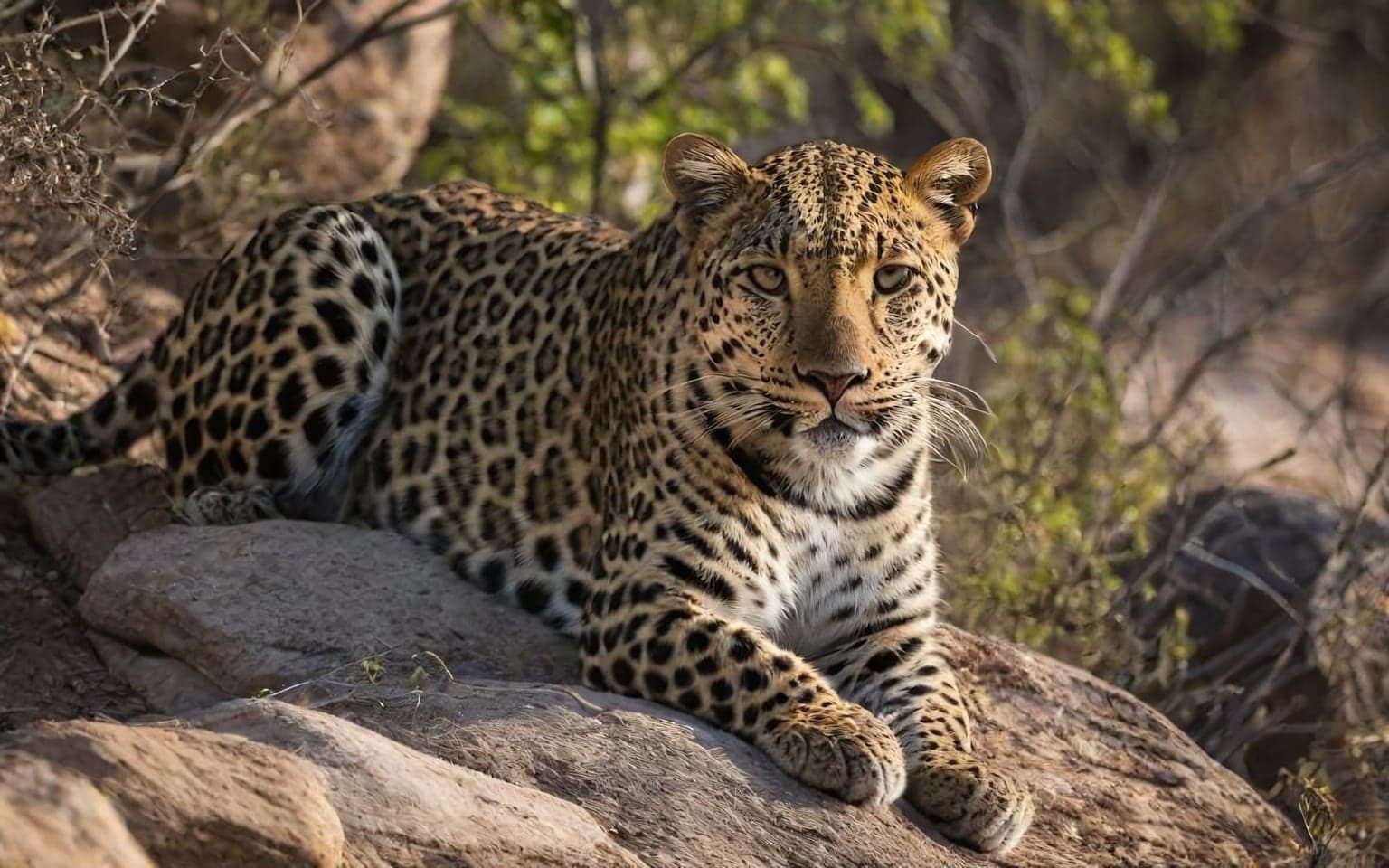 Representative AI illustration of Leopard