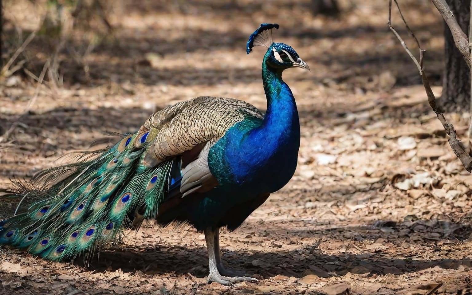 Representative AI illustration of Peafowl