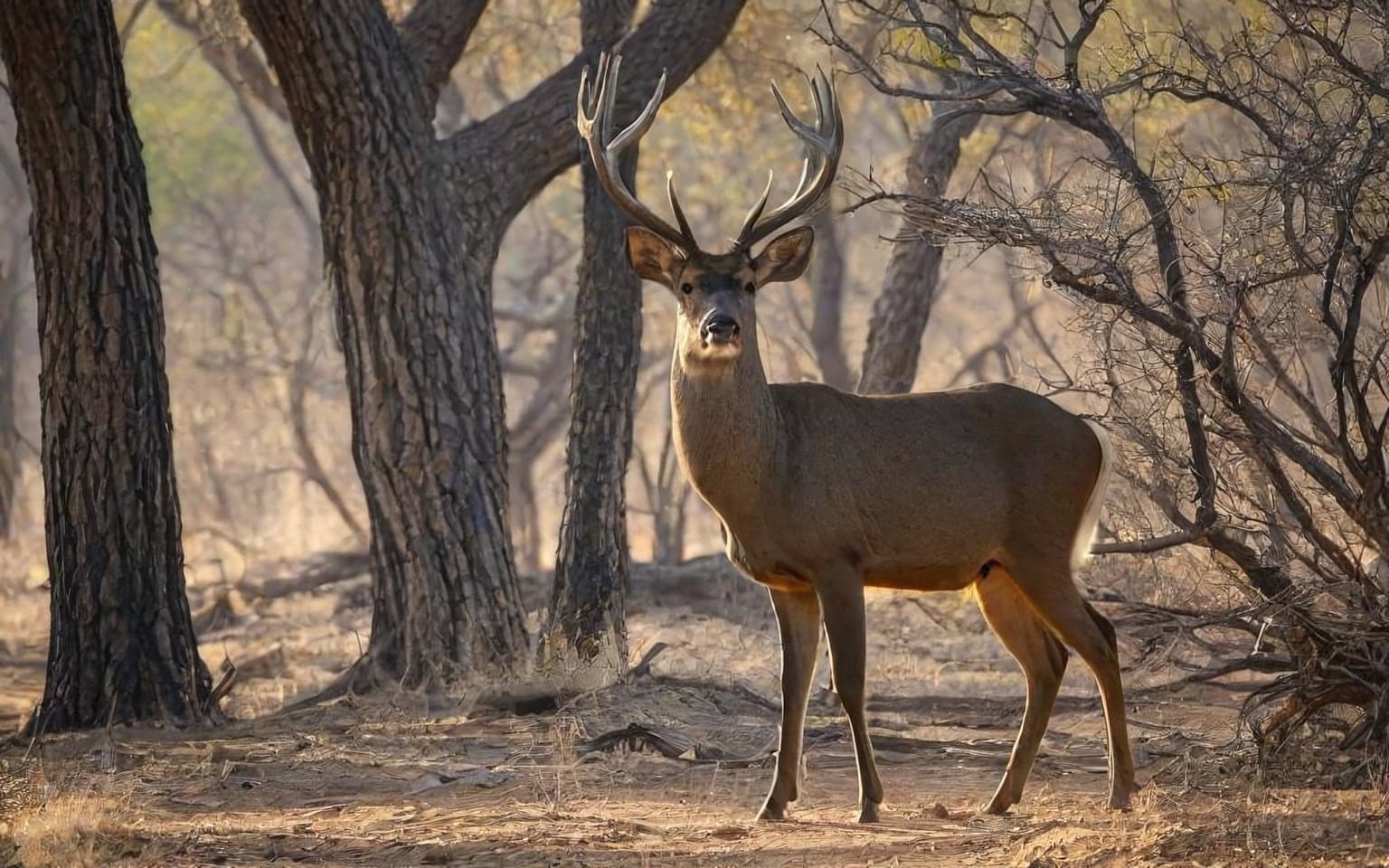 Representative AI illustration of Sambar deer