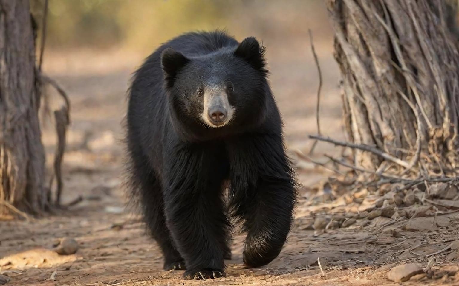 Representative AI illustration of Sloth bear