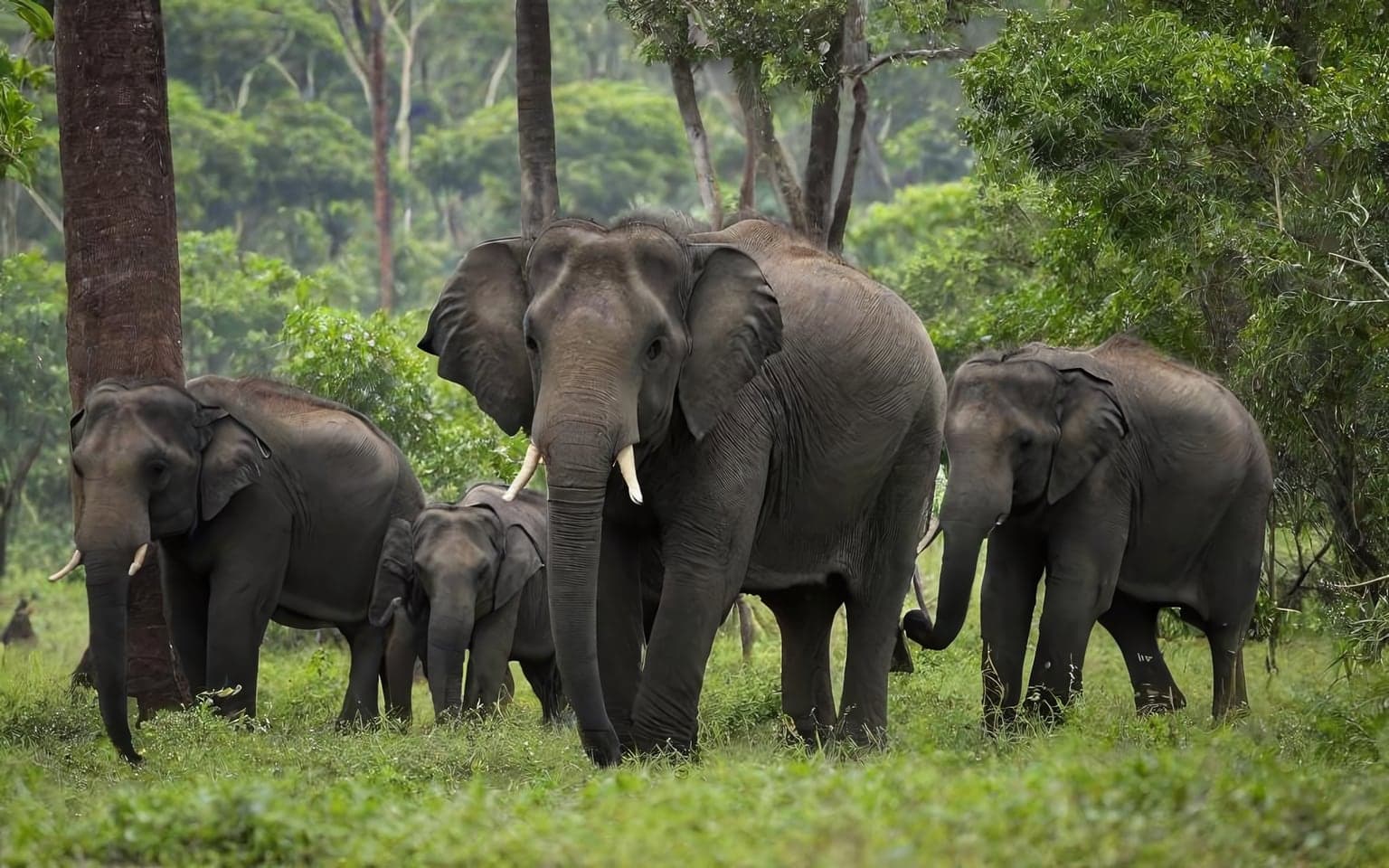 Representative AI illustration of Asian elephant