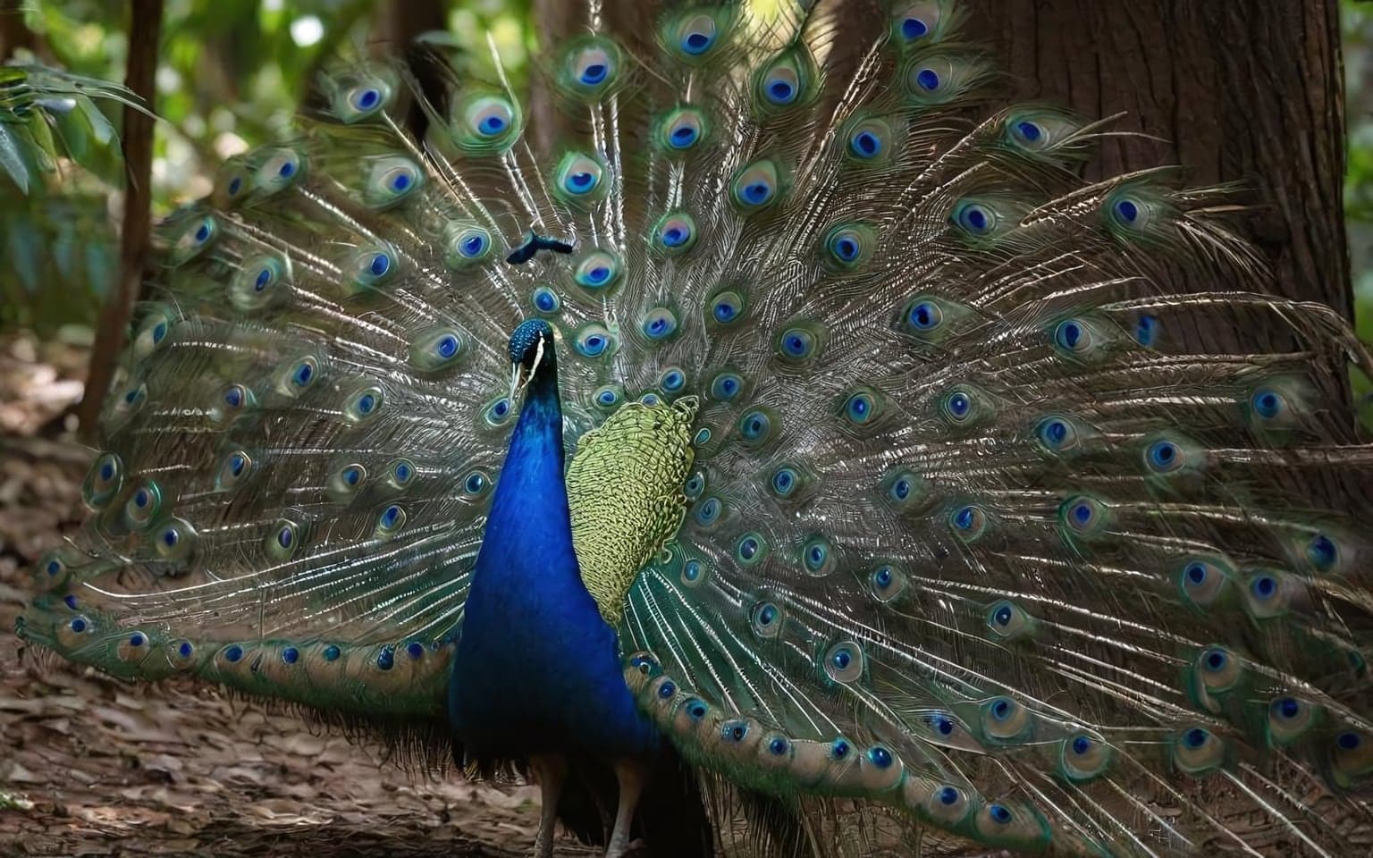 Representative AI illustration of Peafowl