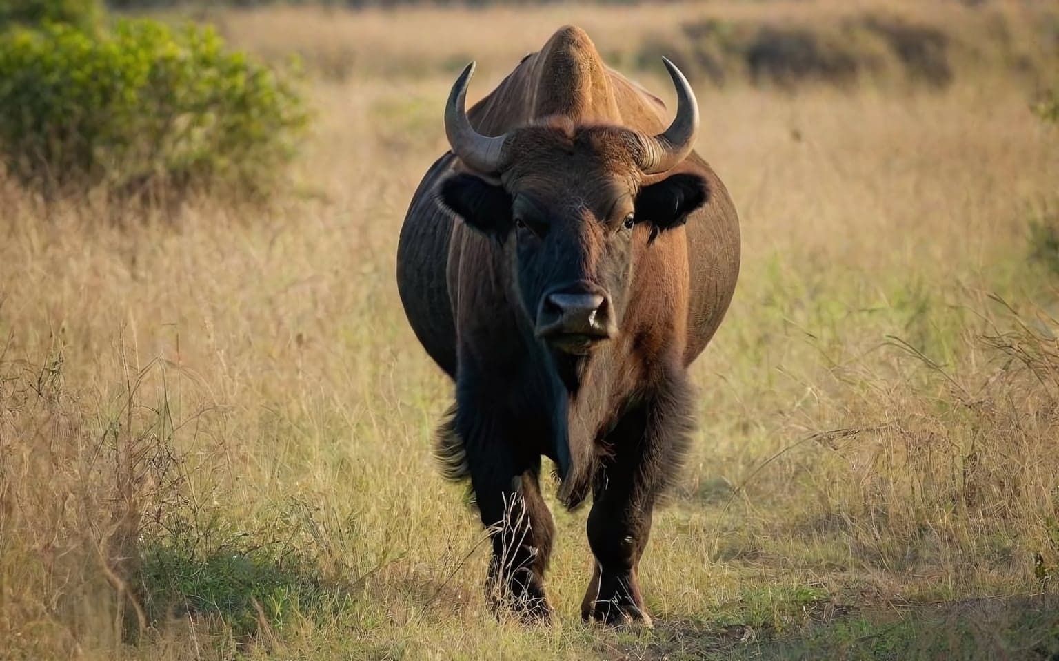 Representative AI illustration of Gaur