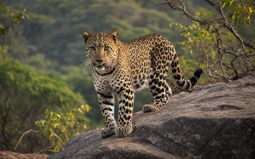 Representative AI illustration of Leopard