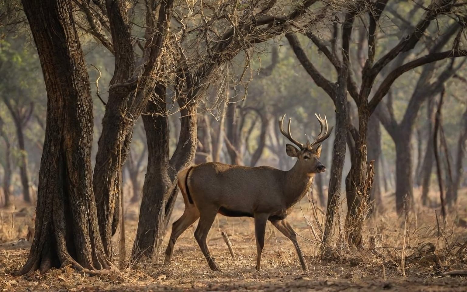 Representative AI illustration of Sambar deer