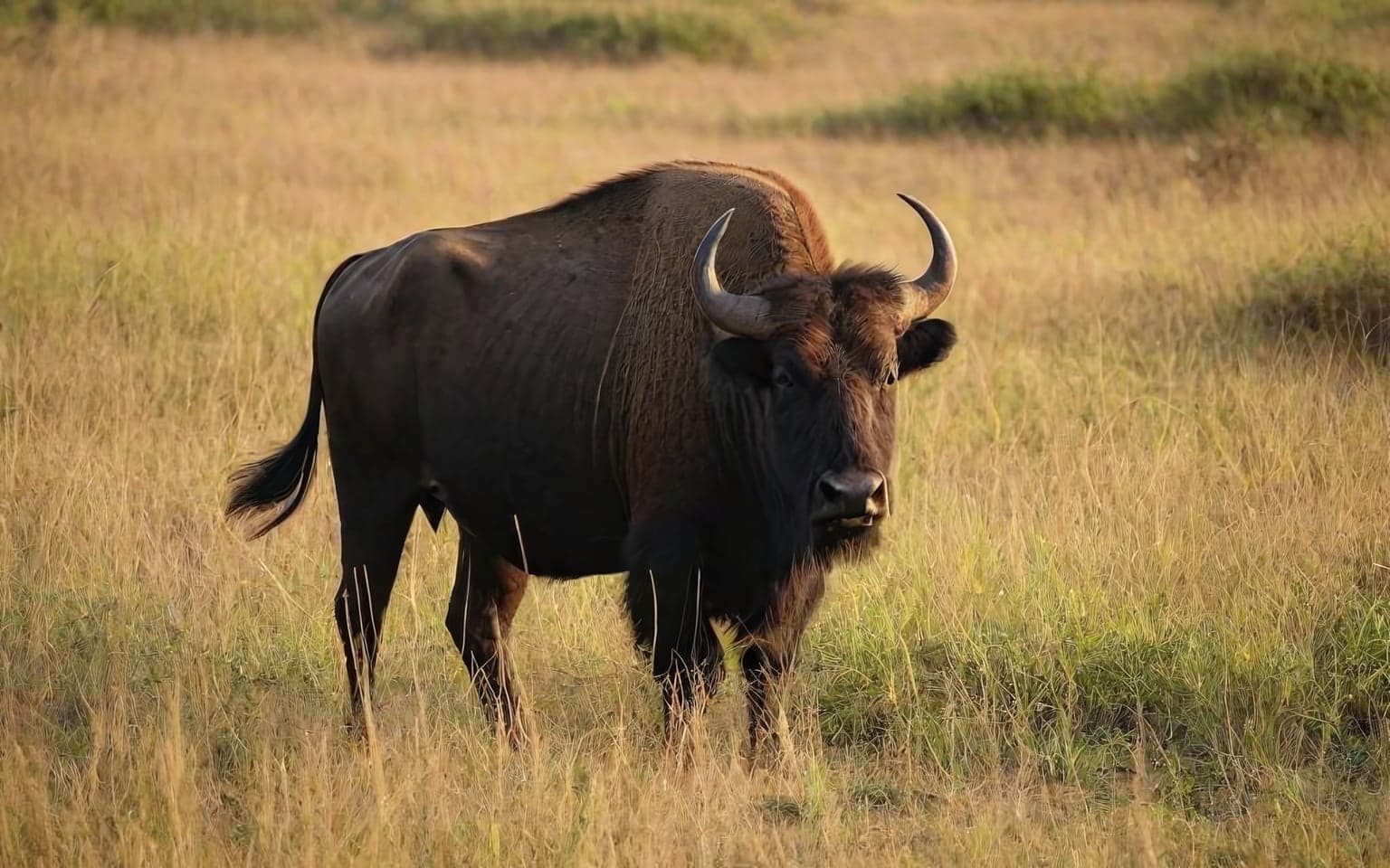 Representative AI illustration of Gaur