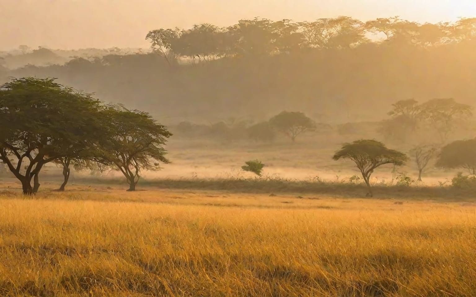 Representative AI illustration of Grassland