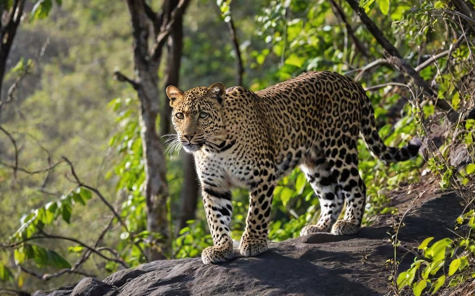 Representative AI illustration of Leopard